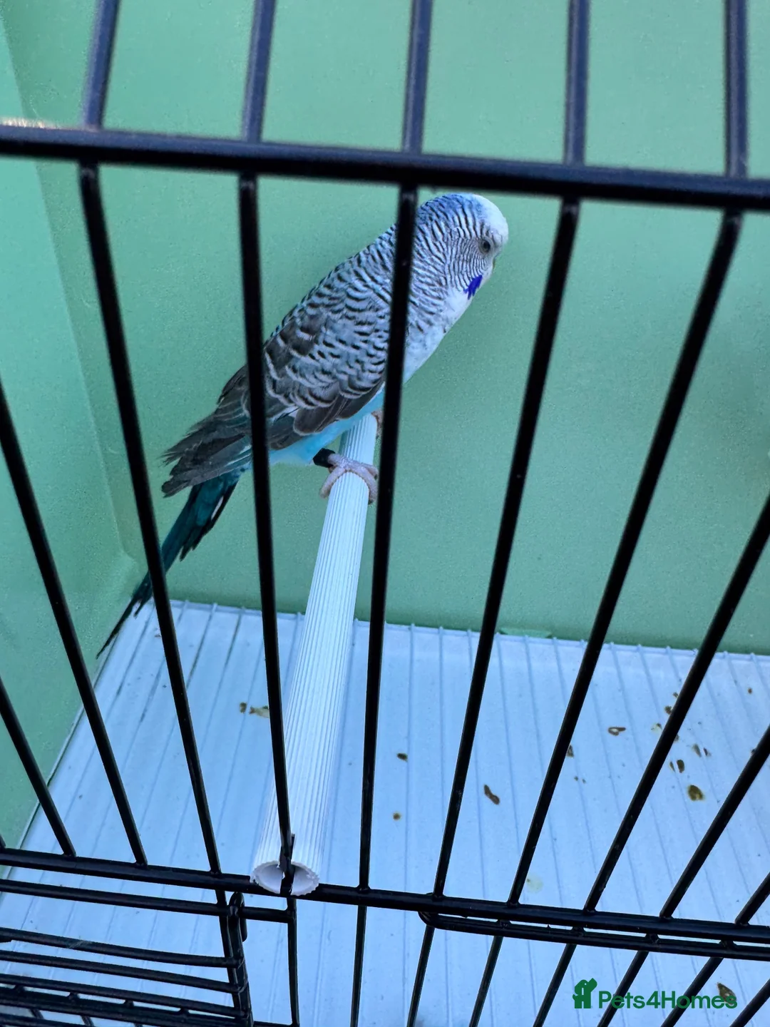 Budgerigars birds for sale: Top quality Blackwing split blackface budgies - Advert 1