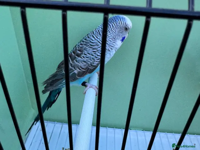 Budgerigars birds for sale: Top quality Blackwing split blackface budgies - Advert 1