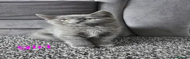 British Shorthair Kitten 3