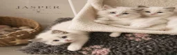 Ragdoll cats for stud: GCCF Lilac Point Ragdoll Stud Proven - Advert 3