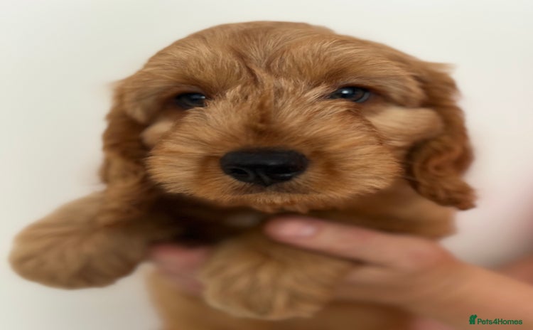 Cockapoo dogs - Advert 12