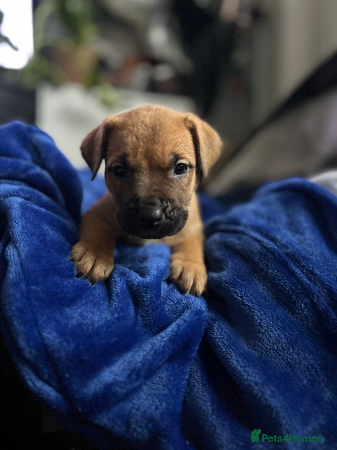 Mixed Breed dogs for sale: Mix breed Staff  - Advert 30