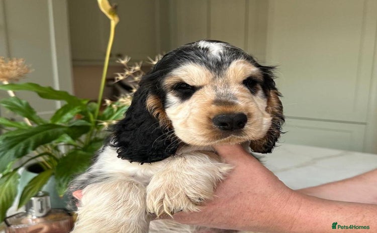 Cocker Spaniel dogs - Advert 4