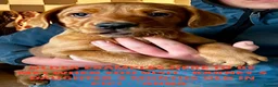Labrador Retriever dogs for sale: SUPERB, HEALTHY, CHUNKY, FAMILY RAISED LABRADORS  - Advert 28