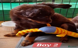 Russian Toy Terrier dogs for sale: Purebred Russian Toy long-haired - Image 6