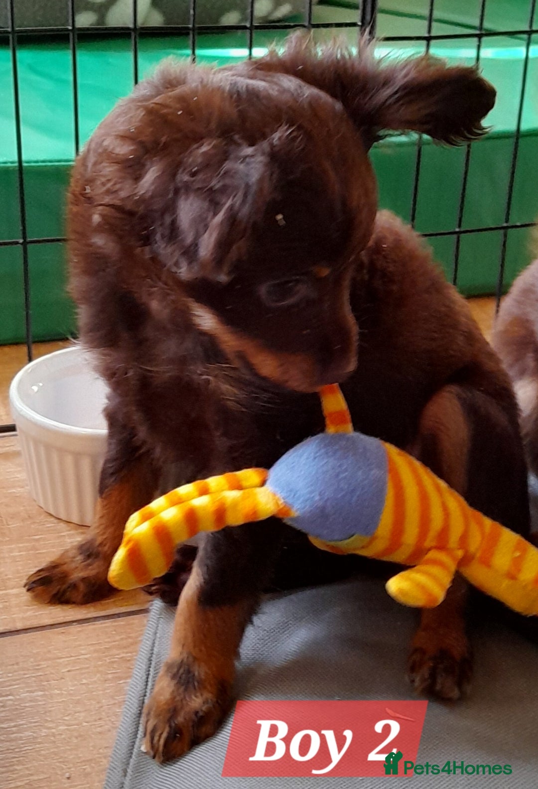 Russian Toy Terrier dogs for sale: Purebred Russian Toy long-haired - Image 6