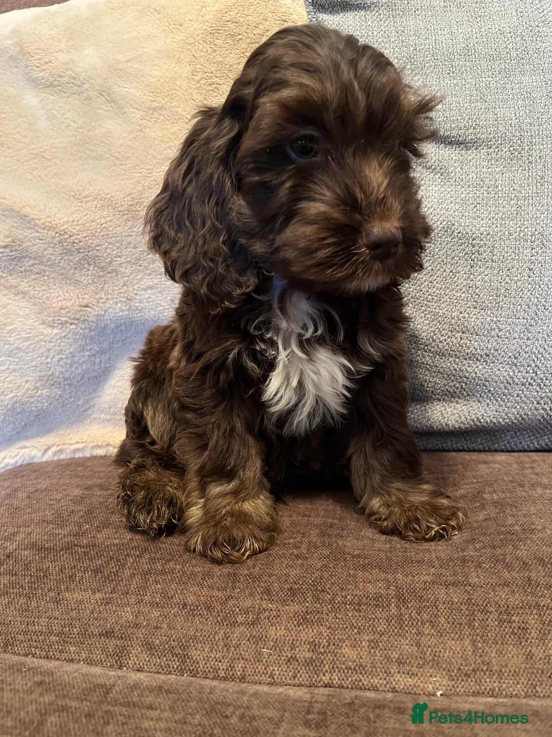 Cockapoo dogs for sale: 🩷🩷READY TO LEAVE🩷GORGEOUS🌟F1 Cockapoo pups  - Advert 11