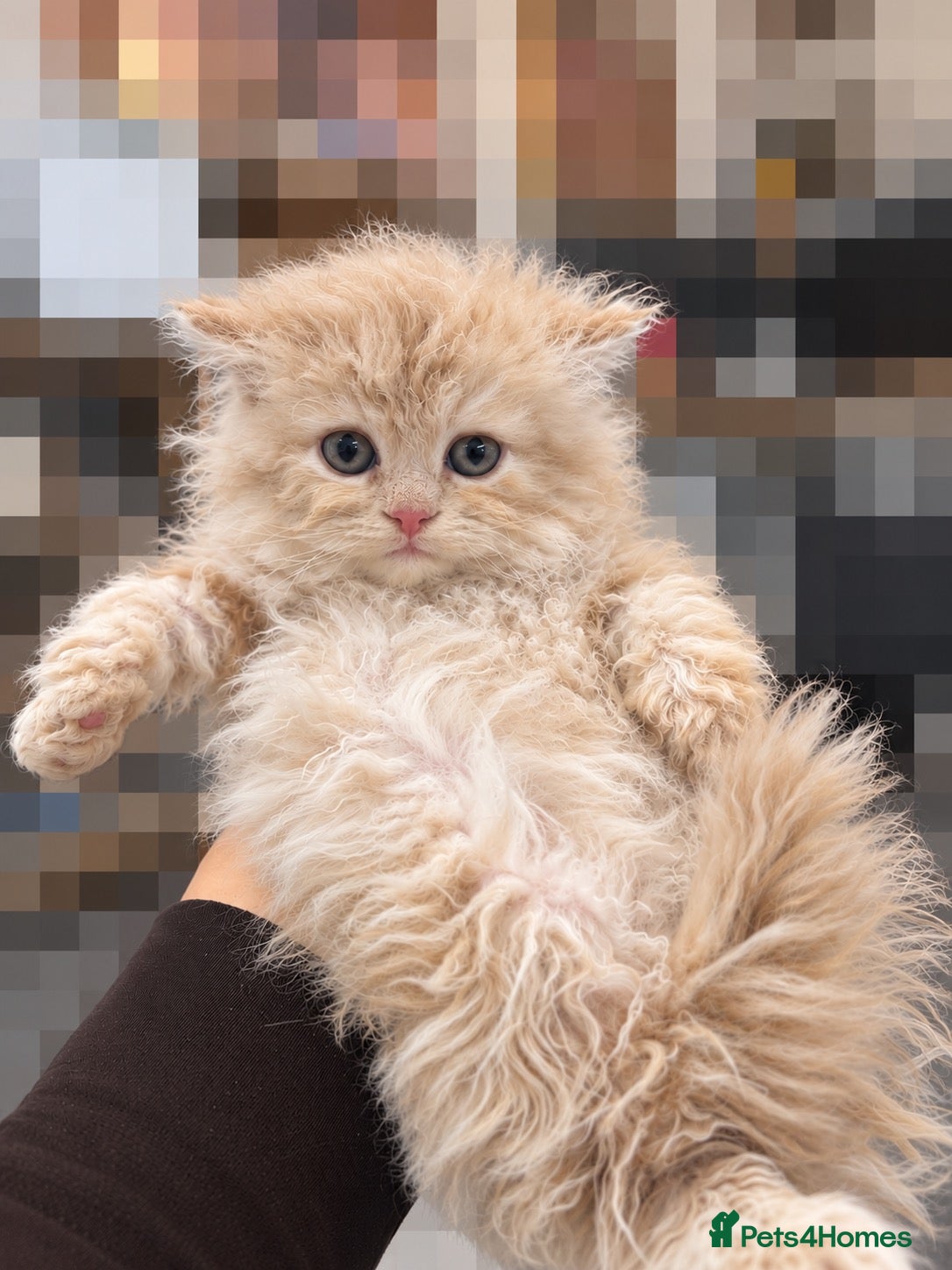 Selkirk Rex cats Beautiful litter of longhair Selkirk Rex kittens - Advert 1