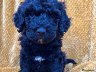 Bernedoodle dogs F1B Bernedoodle Puppies - Advert 6