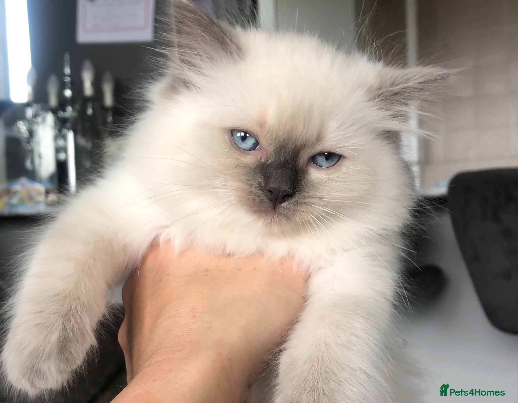 Ragdoll Kitten 1