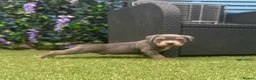 American Bully dogs for sale: American Bully Pocket - Exceptional Pedigree - Advert 10