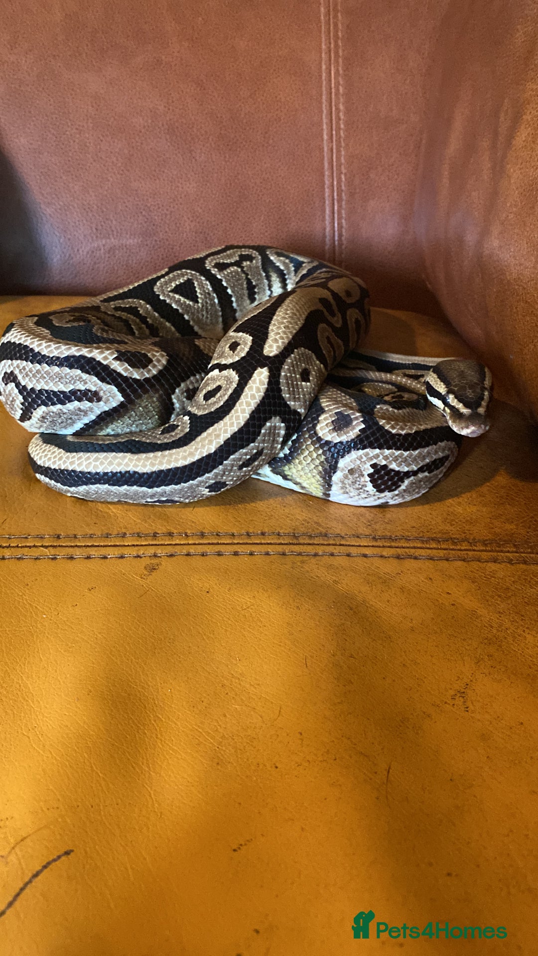 Python Snake reptiles for sale: Ball python 3 years old  - Image 2