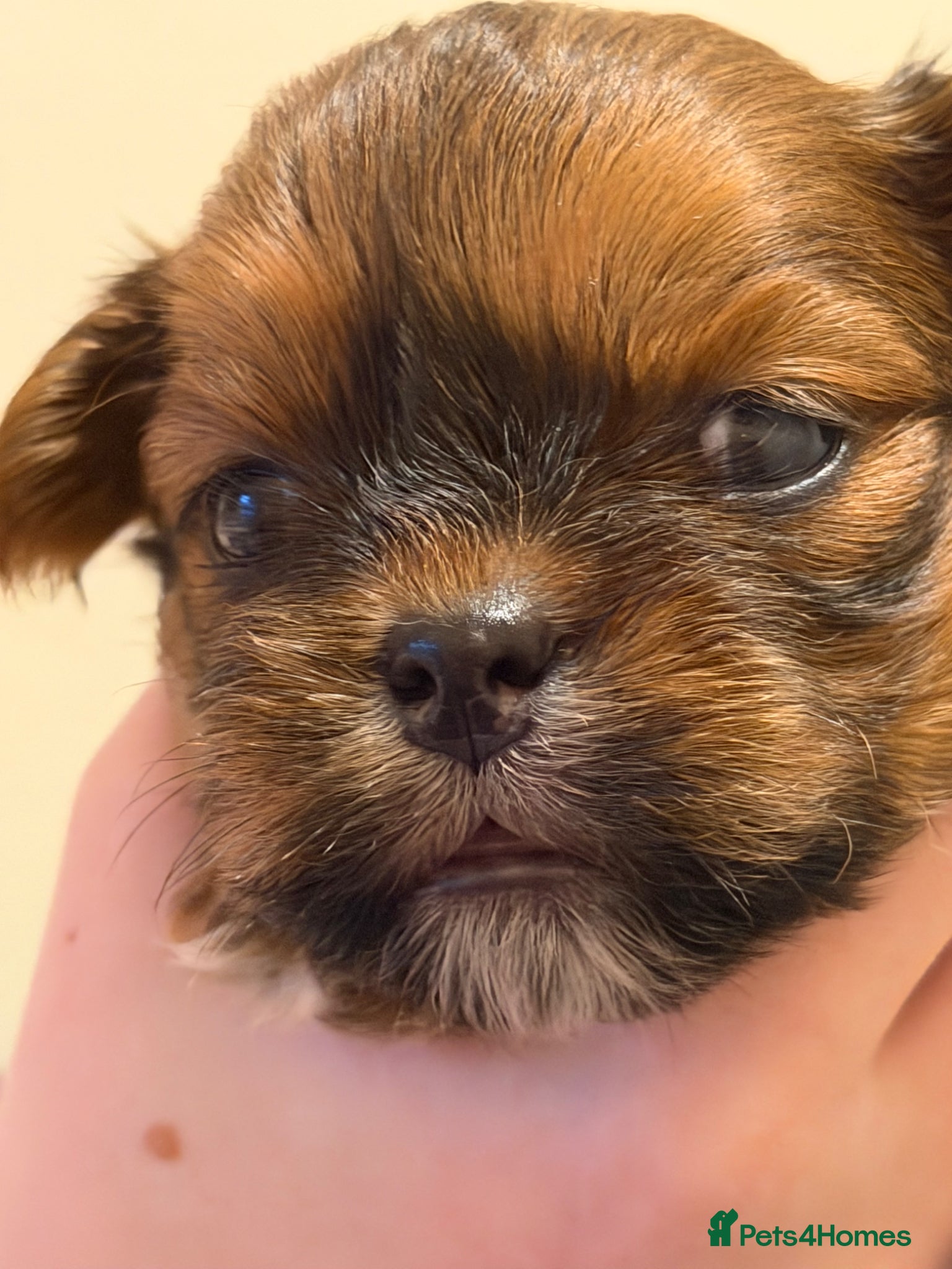 Lhasa Apso dogs 5 stunning boys available - Advert 1