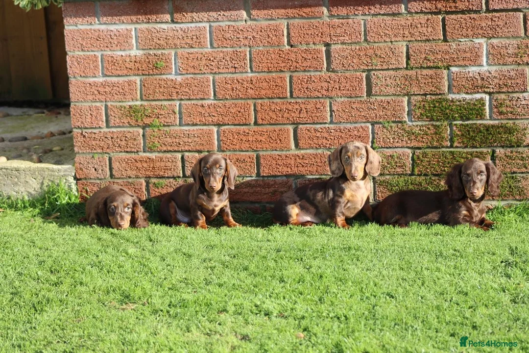 Dachshund dogs for sale: MINIATURE DACHSHUND PUPPIES FOR SALE - Advert 2