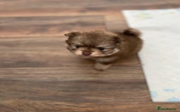Pomeranian dogs for sale: GORGEOUS POMERANIAN PUPPIES  - Image 14