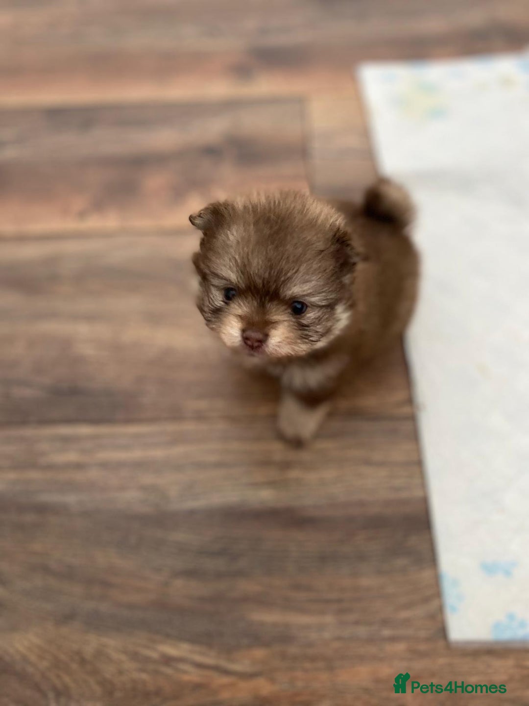 Pomeranian dogs for sale: GORGEOUS POMERANIAN PUPPIES  - Image 14