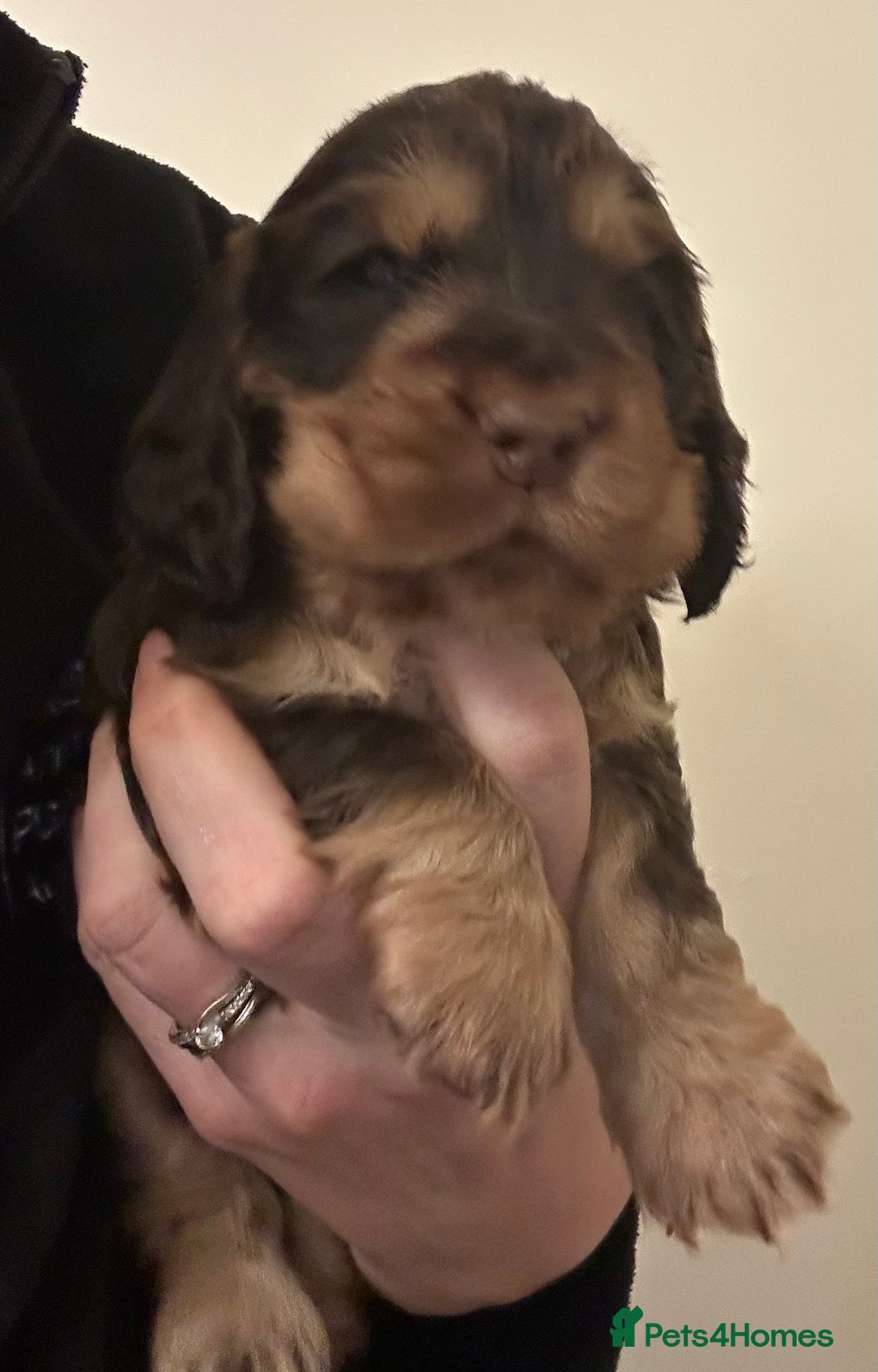 Cocker Spaniel dogs for sale: ⭐ Show Cocker Spaniels ⭐  - Advert 5