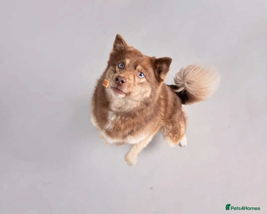 Pomsky dogs for stud: CHOCOLATE F2 POMSKY STUD BVA TESTED in Pontefract - Advert 7