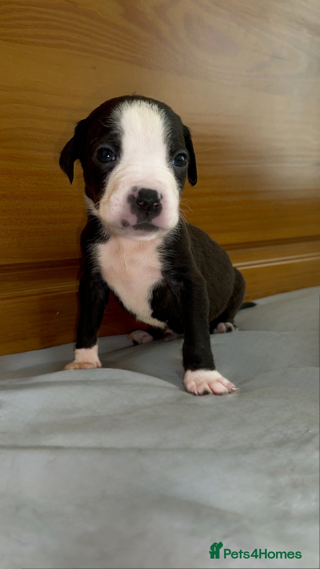 Cane Corso dogs for sale: Cane Corso Puppies for Sale - Image 32