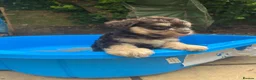 Miniature Schnauzer dogs for sale: 🐾Stunning Miniature Schnauzer Puppies 🐾 - Advert 6