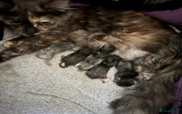 Maine Coon cats for sale: 5 Maine coon x Ragdoll kittens.  - Image 3