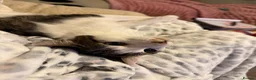 Mixed Breed cats for sale: Male year old - Advert 5