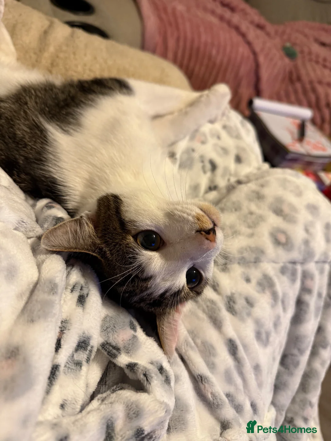 Mixed Breed cats for sale: Male year old - Advert 5