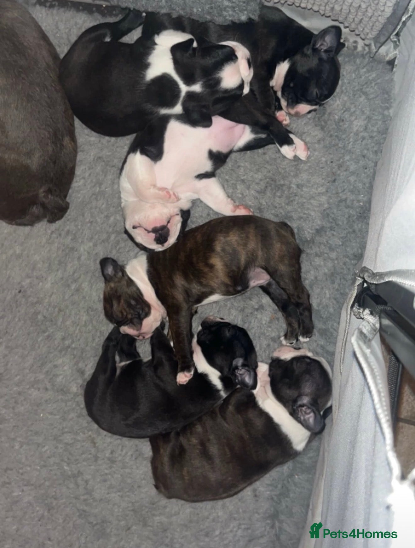 Boston Terrier dogs Kc Boston Terrier Puppies - Advert 1