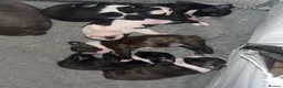 Boston Terrier dogs for sale: Kc Boston Terrier Puppies - Advert 1