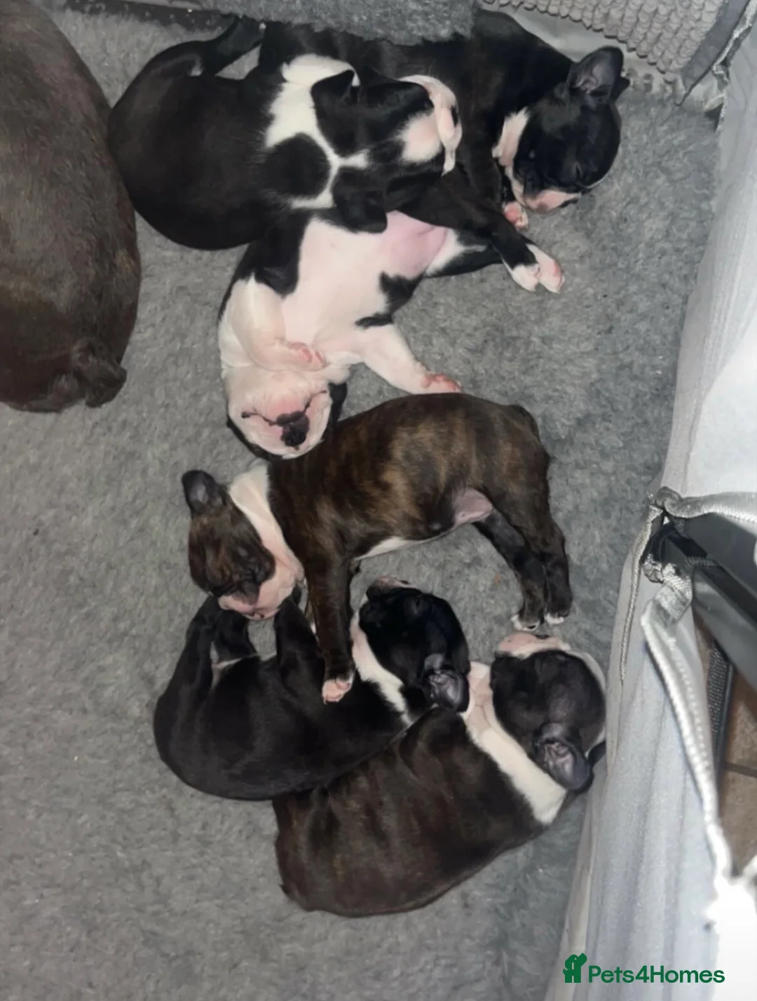 Boston Terrier dogs for sale: Kc Boston Terrier Puppies - Advert 1