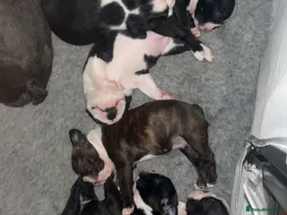 Boston Terrier dogs Kc Boston Terrier Puppies - Advert 1