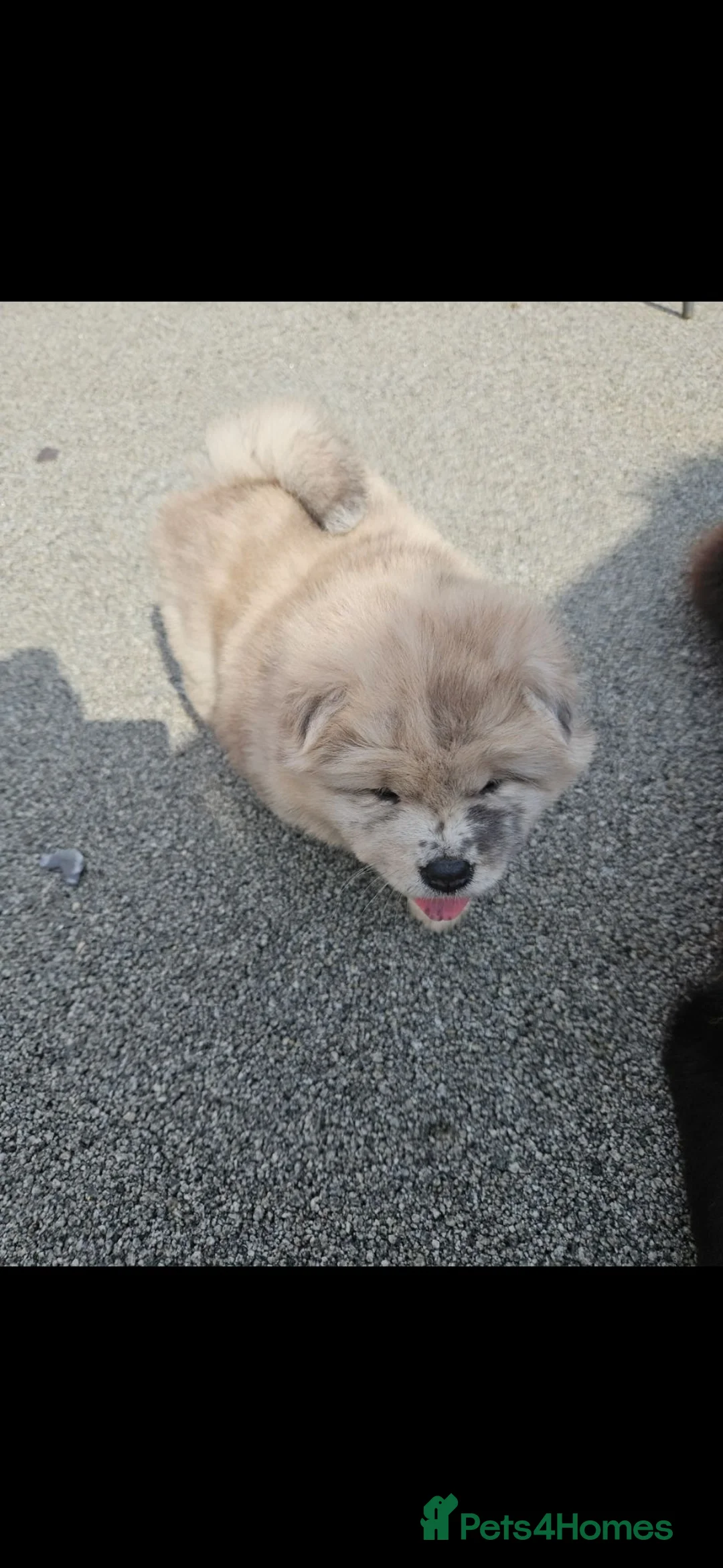 Chow Chow dogs for sale: Chow chow merle girl  - Advert 2