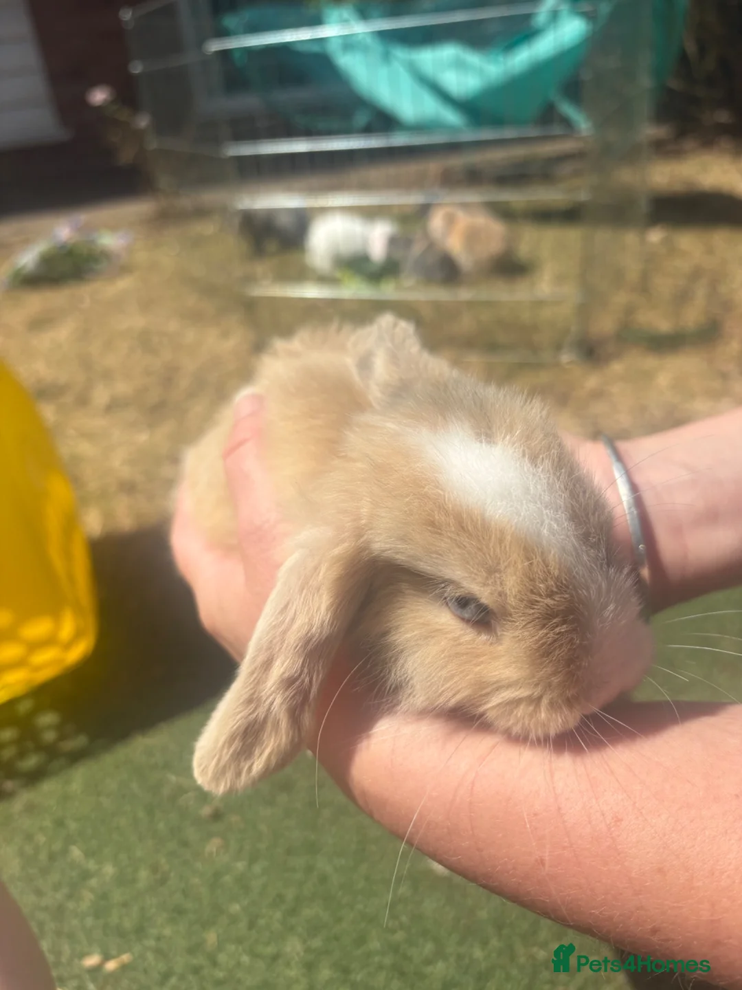 English Lop rabbits for sale: Baby Lop’s ready  in Tamworth - Advert 2