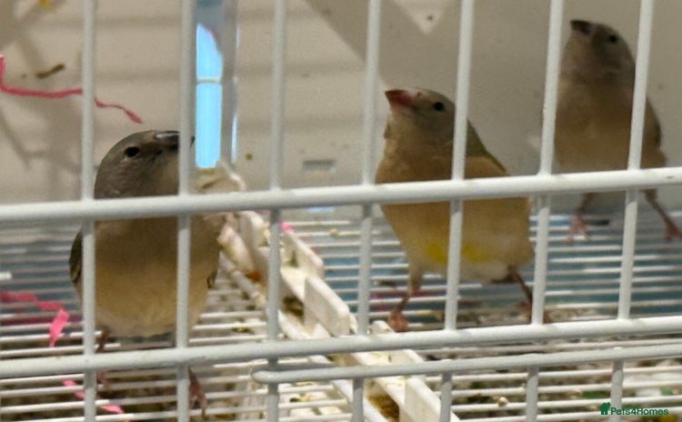 Finches birds gouildan finches available Runcorn  - Advert 1