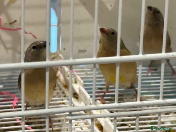 Finches birds gouildan finches available Runcorn - Advert 1