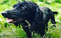 Cocker Spaniel dogs for sale: Stunning Cocker Spaniel Pups from Working Heritage - Image 1