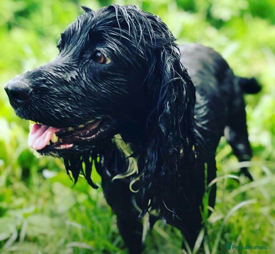 Cocker Spaniel dogs for sale: Stunning Cocker Spaniel Pups from Working Heritage - Image 1