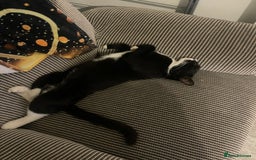 Domestic Shorthair cats for sale: Black & White Cat and Ginger & White Cat - Image 2