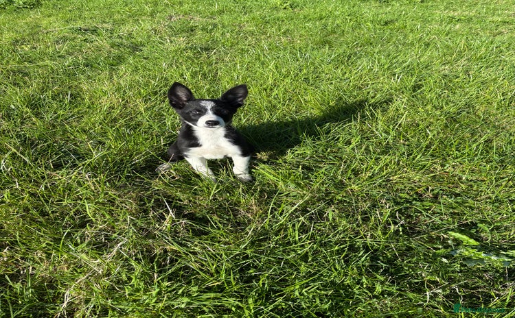 Border Collie dogs - Advert 2