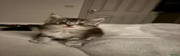Maine Coon cats for sale: Stunning Silver Tabby Maine Coon Females - Advert 4