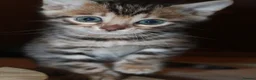 Bengal cats for sale: Last Boy Left! Brown Rosette Bengal Kitten! - Advert 3