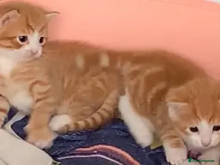 Mixed Breed cats Ginger and tuxedo beautiful playful kittens - Advert 1