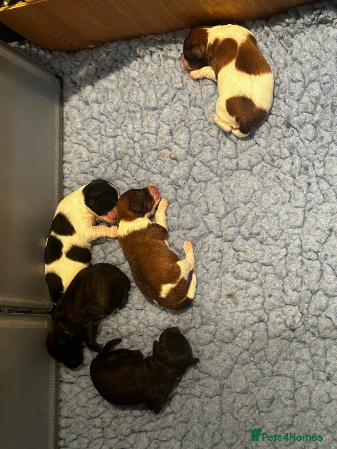 Schnoodle dogs for sale: Amazing litter of Schnoodle puppies.  - Advert 2