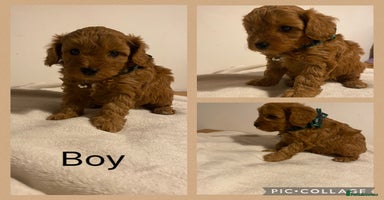 Cavapoo dogs Toy F1b cavapoos  - Advert 2