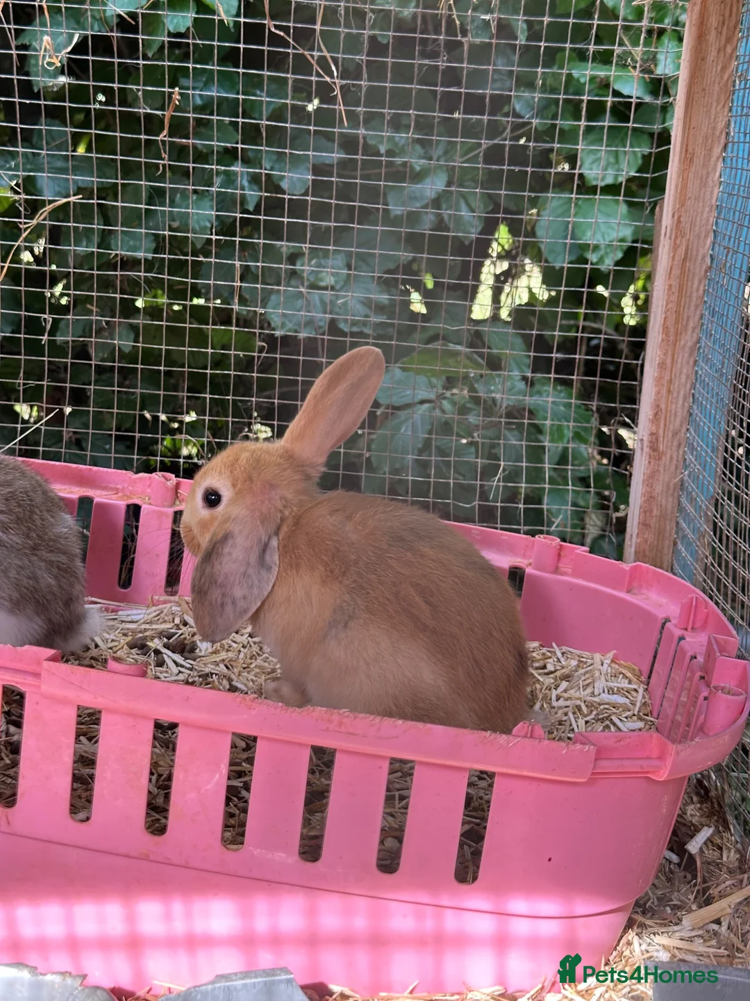 Mixed Breed rabbits for sale: Mixed Mini Lop Crosses - Advert 2