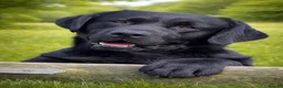 Labrador Retriever dogs for sale: Stunning Black & Yellow Show Pups - Advert 9