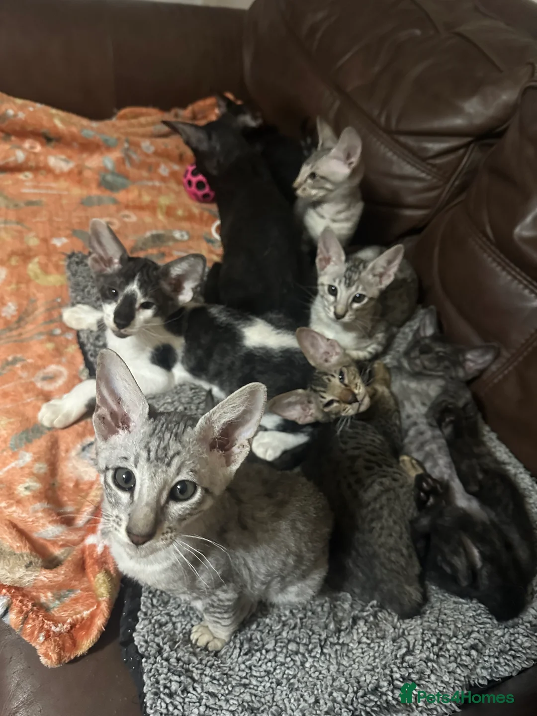 Mixed Breed cats for sale: Amazing Crossed Peterbald Kittens !!! - Advert 2