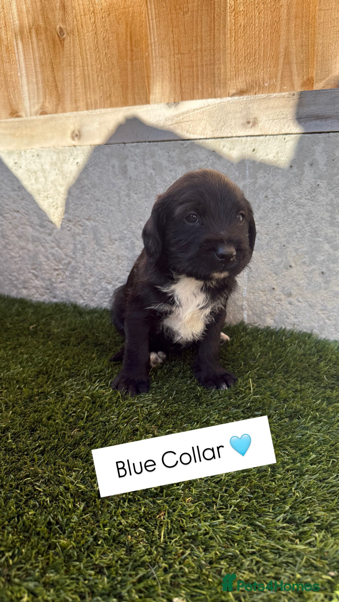 Jackapoo dogs for sale: Beautiful Jackapoo Puppies 🖤🖤🖤 - Image 8