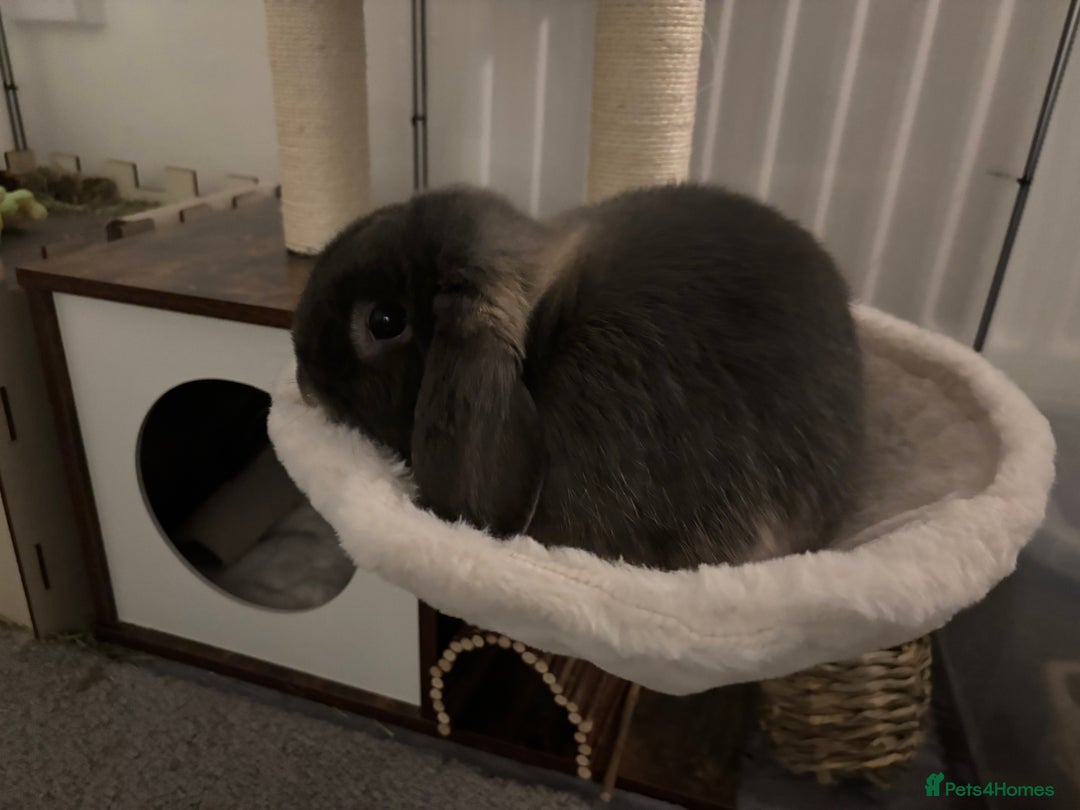 Mini Lop rabbits for sale: mini lop grey otter buck - Image 8