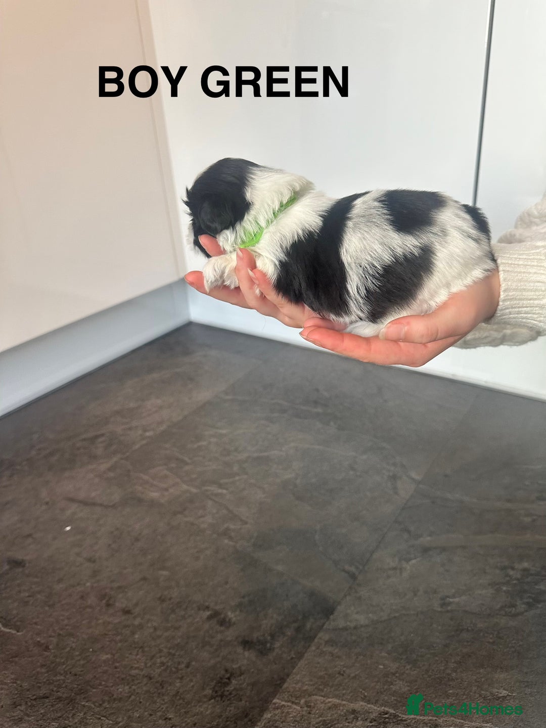 Shih Tzu dogs for sale: Shih Tzu puppies - Advert 18